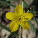 Yellow Flameflower - Photo (c) Alex Abair, some rights reserved (CC BY-NC), uploaded by Alex Abair