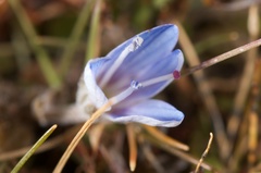Veronica lilliputiana