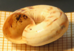 Cernuella aginnica