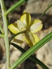 Talinum polygaloides