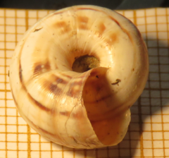 Cernuella aginnica