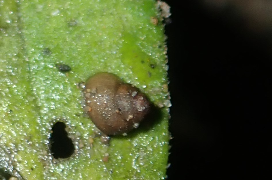 Posticobia