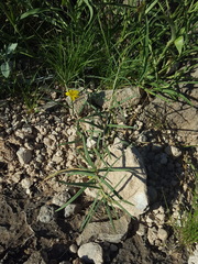 Talinum polygaloides