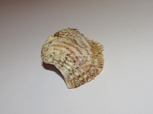 Arca noae