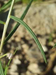 Talinum polygaloides