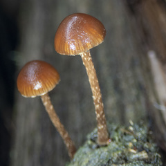 Kuehneromyces brunneoalbescens