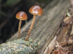Kuehneromyces brunneoalbescens