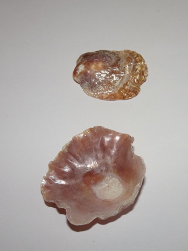Anomia ephippium