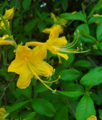 Rhododendron austrinum