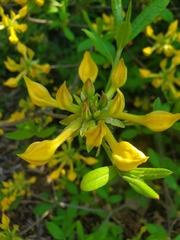 Rhododendron austrinum