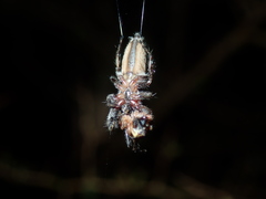 Sandalodes bipenicillatus