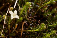 Galium perpusillum