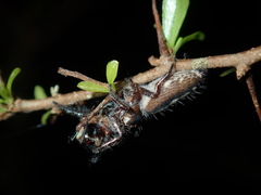 Sandalodes bipenicillatus