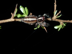 Sandalodes bipenicillatus