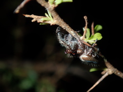 Sandalodes bipenicillatus