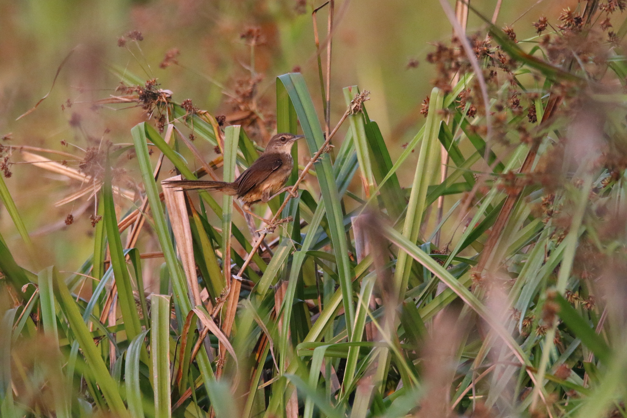 Dja River Scrub Warbler (Bradypterus grandis), photo 2