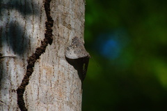 Hamadryas glauconome