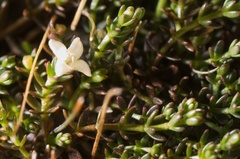 Galium perpusillum