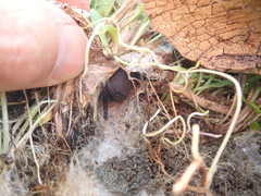 Porrhothele antipodiana