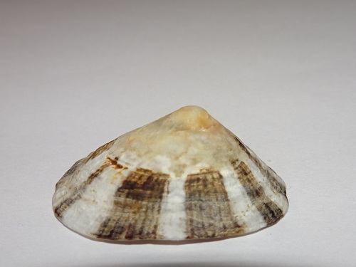 Patella ulyssiponensis