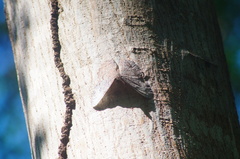 Hamadryas glauconome