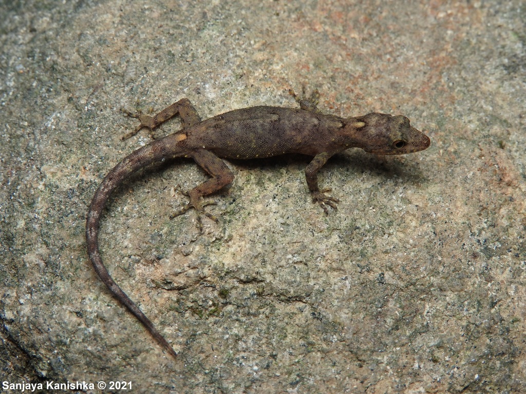 Bandarawela Round-Eyed Gecko
