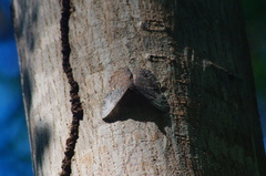 Hamadryas glauconome