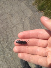 Chalcolepidius viridipilis
