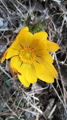 Adonis vernalis