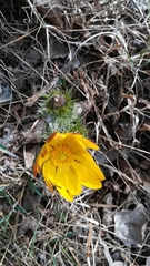 Adonis vernalis