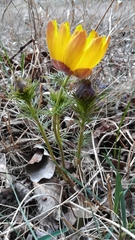 Adonis vernalis