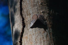 Hamadryas glauconome