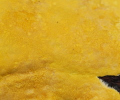 Trichoderma victoriense