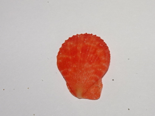 Talochlamys multistriata