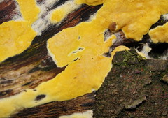 Trichoderma victoriense