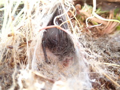 Porrhothele antipodiana