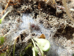 Porrhothele antipodiana
