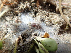 Porrhothele antipodiana