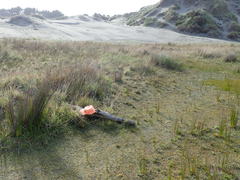 Porrhothele antipodiana