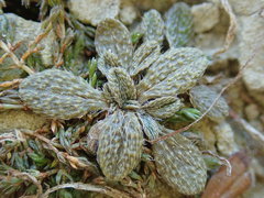 Myosotis brevis
