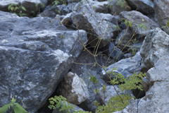 Thalictrum isopyroides
