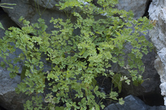Thalictrum isopyroides