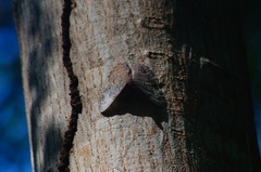 Hamadryas glauconome