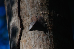 Hamadryas glauconome