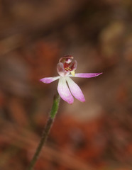 Caladenia bartlettii