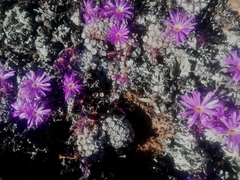 Conophytum minusculum
