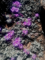 Conophytum minusculum