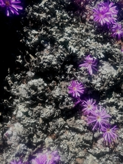 Conophytum minusculum