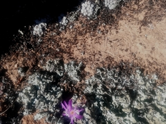 Conophytum minusculum