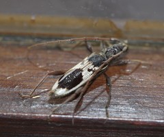 Coptocercus crucigerus